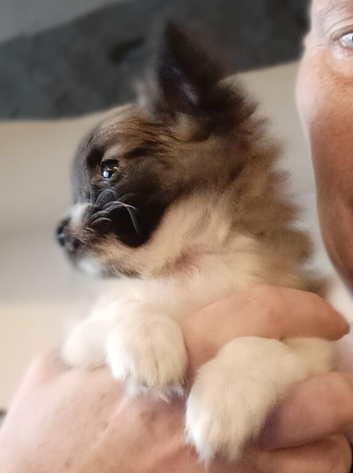 Last girl! Adorable litter of healthy long-hair 3/4 Chihuahua 1/4 Pomeranian puppies ️