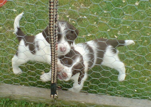 English Springer Spaniel Puppies