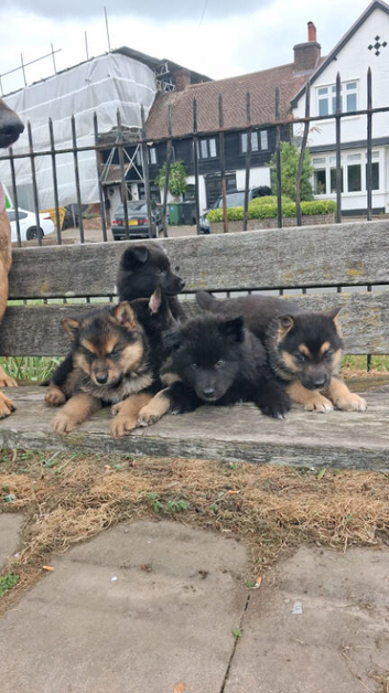 German Shepherd