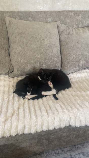 20week old male kittens
