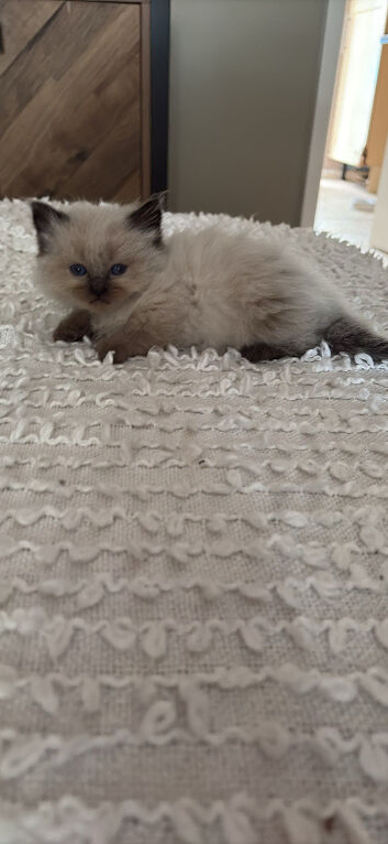 Ragdoll kitten