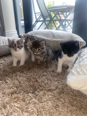 Kittens lookkng forever homes