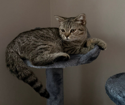 Beautiful BSH kitten, Simba