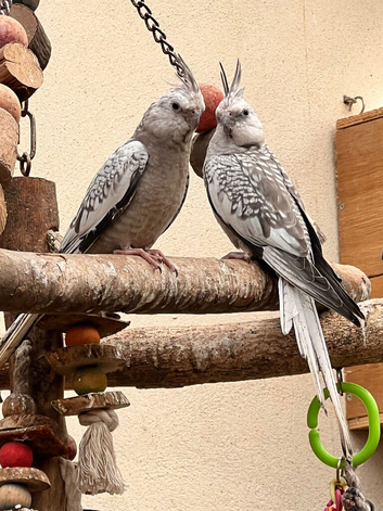 Baby cockatiels