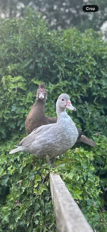 Muscovy Duck Pair