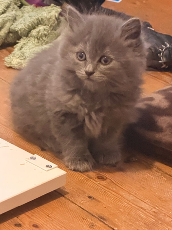Persian cross very long haired babies looking for forever home, ready now ️️