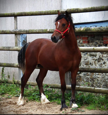 Horeb Brentley