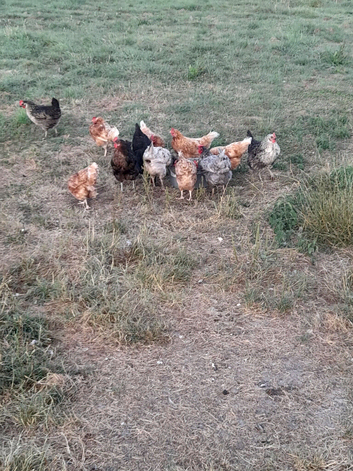 Chickens  for sale