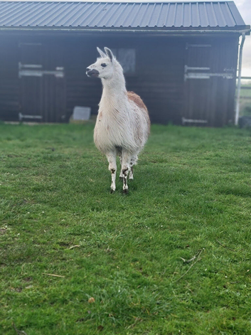 Llama for sale