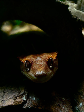 2 year old female Harlequin Crested Gecko