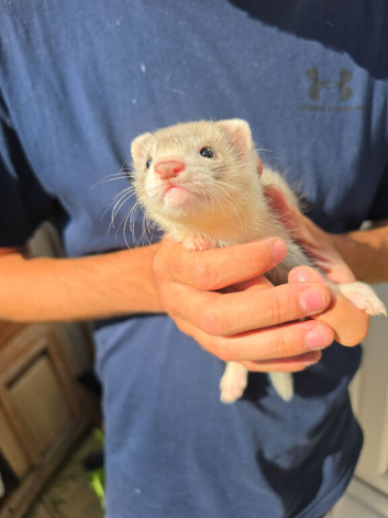 Ferret kits