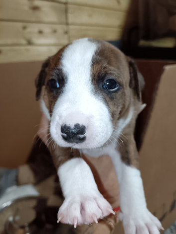 Staffy x Terrier