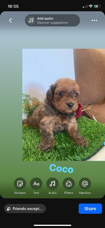Toy cavapoo puppies