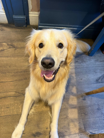KC registered Golden Retriever for Stud