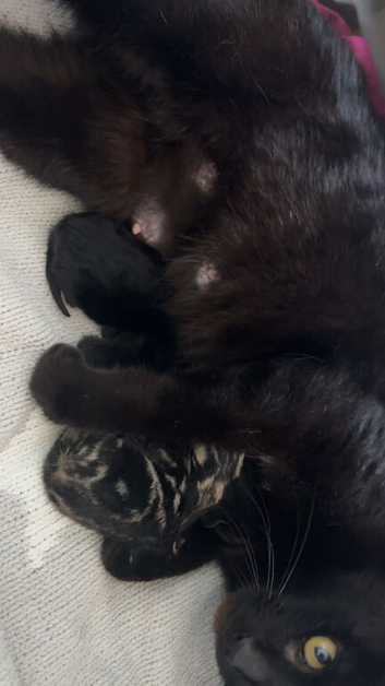 3 beautiful little kittens