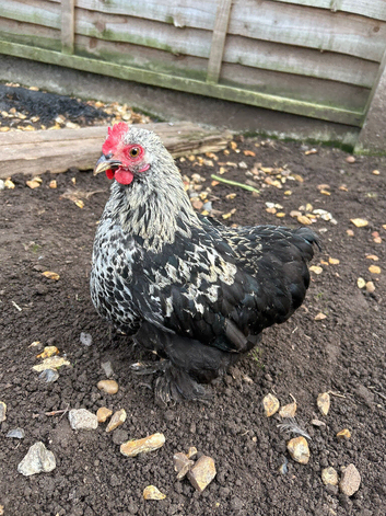 Pekin Bantams