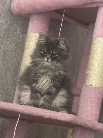 Female perdoll 6 months