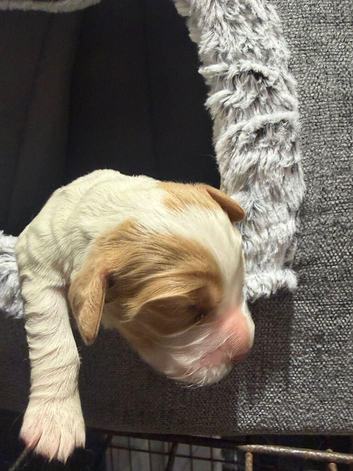 5 stunning cocker spaniel puppies