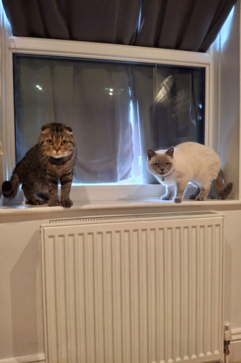 Scottish fold and British shorthair cats