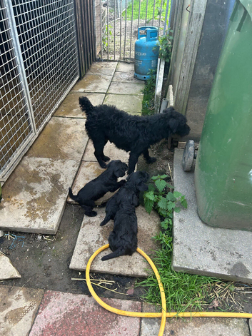 Patterdale pups