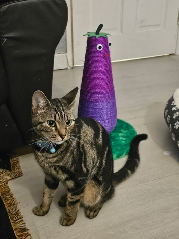 Missing Female cat called Bambi