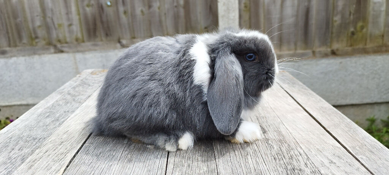 8 weeks old Pure Breed Mini lop bunnies ( updated:17/06/26)