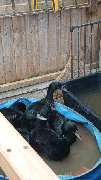 1 pair of cayuga ducks, please read ad before contacting me