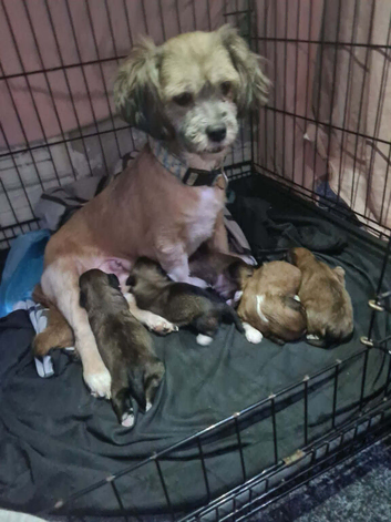 Lhasa apso pups