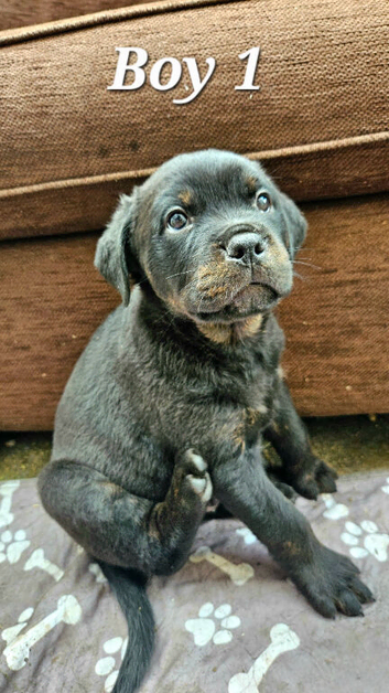 Chunky Rottiecorso's