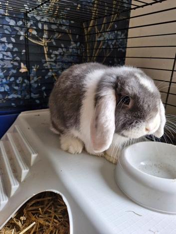 **Blue and white mini lop boy**