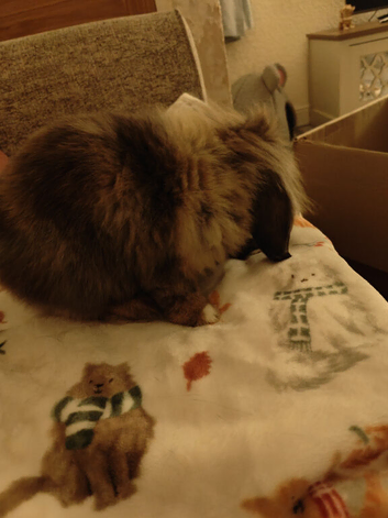 Lion head x mini lop