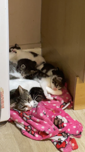Boy kittens