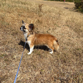 Beautiful Small Chihuahua Female