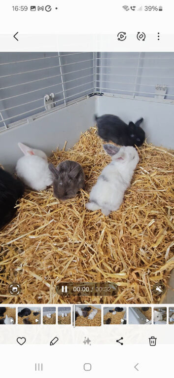 Mini lops *** ALL RESERVED **