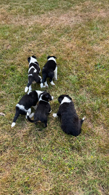 4 Beautiful Collie Puppies for Sale