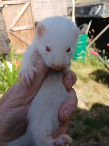 Micro Ferret Babies