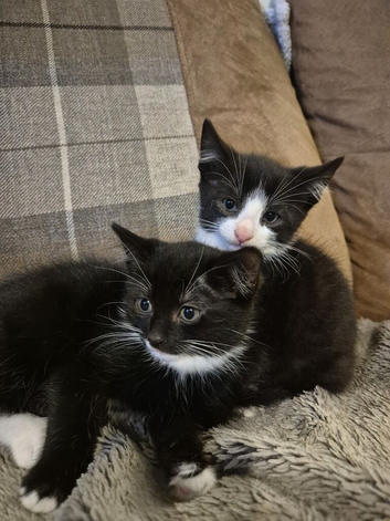 Kittens for sale