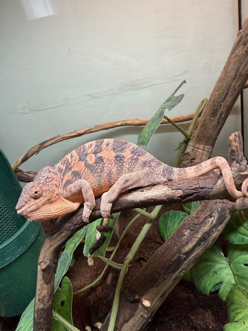 Ambilobe male and female panther chameleon