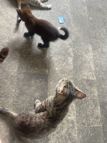 Sweet male black kitten with white tip on tail