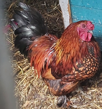 Cockerel , mixed breed