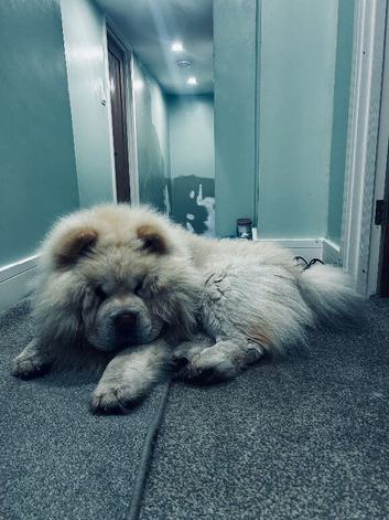 Male cream chow chow for sale