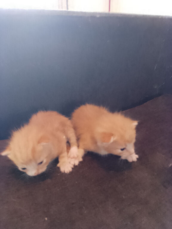 Male and female kittens 2 and half weeks old