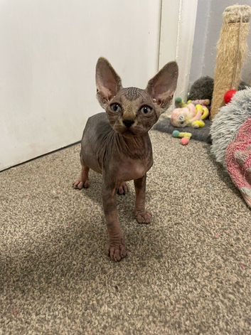 SPHYNX bald & fluffy kittens ready to leave 6th June