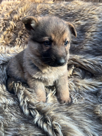 Beautiful mixed colour litter of German Shepherds