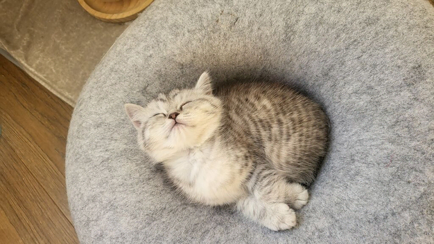 Adorable Scottish fold kittens