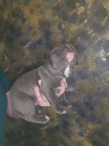 Cane corso X for sale