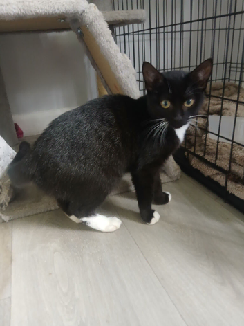 3 female kittens and 1 young male looking for their forever homes