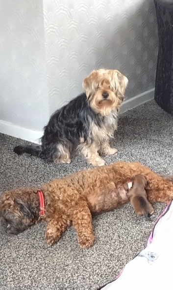 Yorkshire Terrier Stud