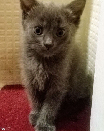 Beautiful Siberian kittens ready to leave