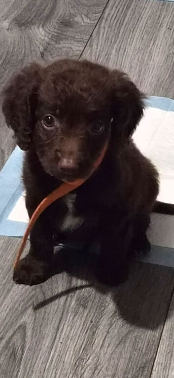 9 week puppies for sale quick sale open to offers from 700